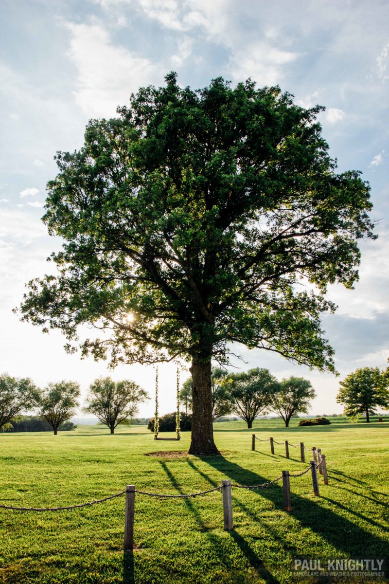 063016-dearborn-tree-sunset-1-of-1