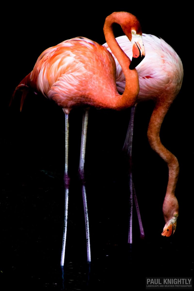 080216-dr-flamingoes-1-of-1