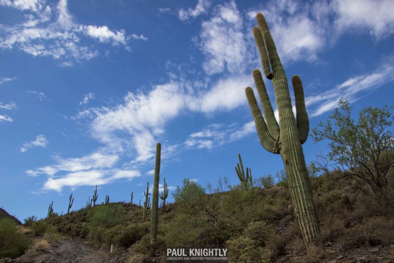 082116-black-mountain-saguaro-1-of-1