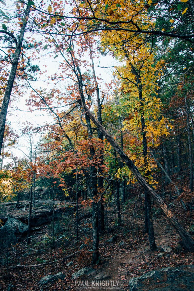 102916-hawksbill-leaves-vsco-cool-1-of-1